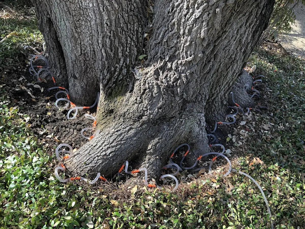 Detailed Tree Cabling and Bracing job site in Liebenthal