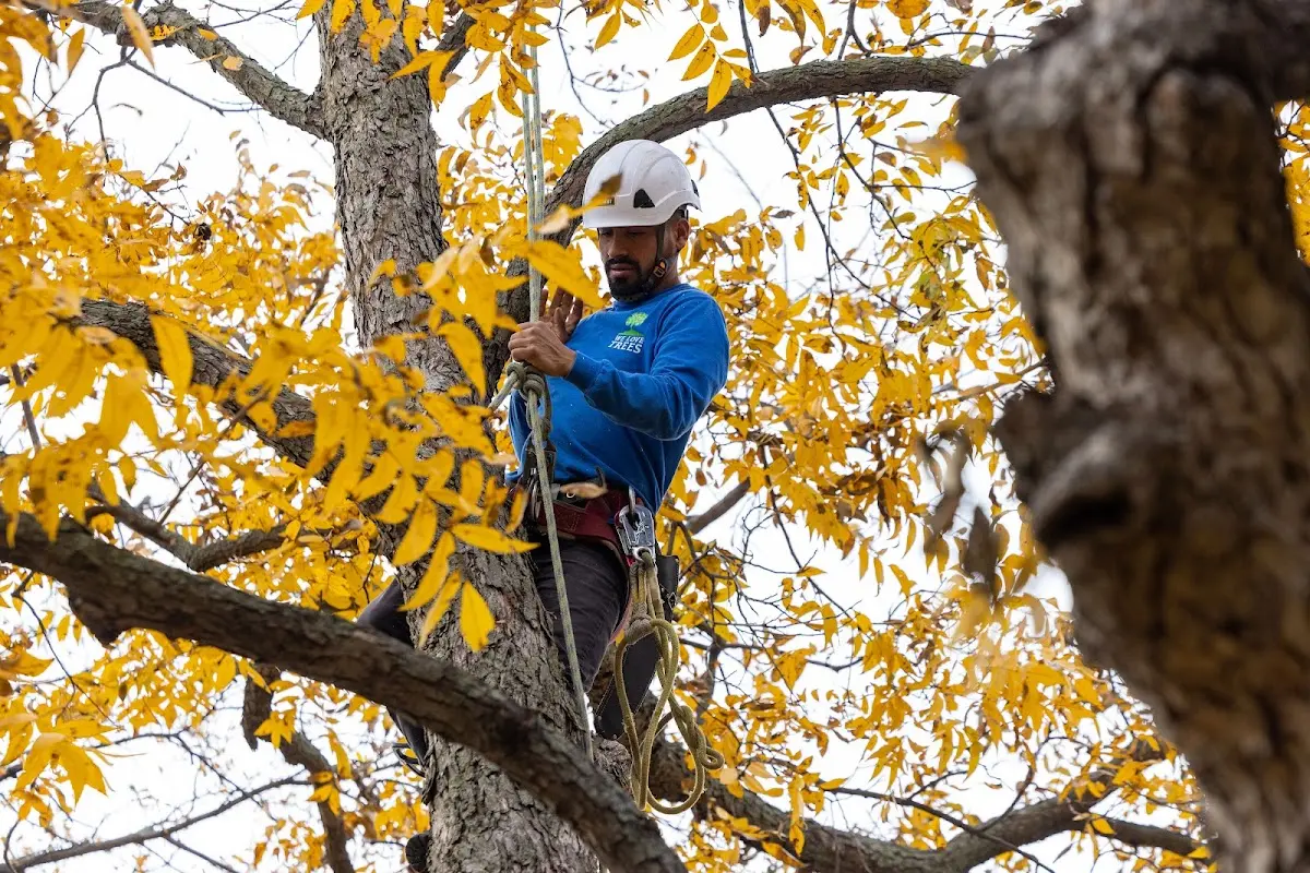 Skilled Storm Damage Cleanup crew working in Liebenthal